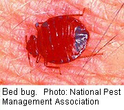 Bedbugs' Genes May Protect Them From Insecticides