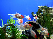Your Aquarium Can Be Source of Skin Infections