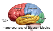 Brain Researchers Spot Decision-Making Center in Rats