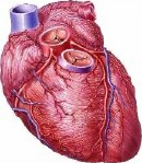 Study Sheds Light on How Heart Heals Itself