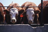 FDA to Limit Use of Antibiotics in Farm Animals