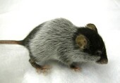 Obesity-Related Enzyme Targeted in Mouse Study