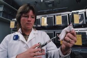 Protein Temporarily Reversed Type 2 Diabetes in Mice