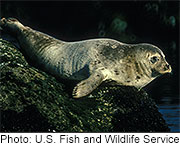 Seals, Sea Lions Helped Global Spread of TB, Study Finds