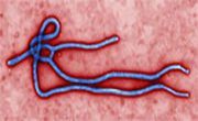 Inhaled Ebola Vaccine Protects Monkeys