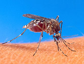 Mosquito-Borne Chikungunya Virus Still a Concern for American Travelers: CDC