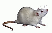 Scratch From Pet Rat Kills Child; CDC Warns of Risk