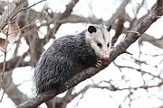 Opossums May Come to Humans' Rescue for Snake Anti-Venom