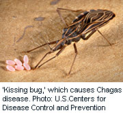Chagas Disease Parasite Prevalent in Texas 'Kissing Bugs'